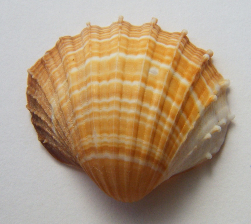 Acanthocardia paucicostata